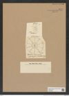 Asterolampra ratula Grev. (de-Toni-Nr.: Genus 235, Species 5663) Zeichnungen Sammlung Grunow Nr. 9651 (NHMW-BOT-W0379583)